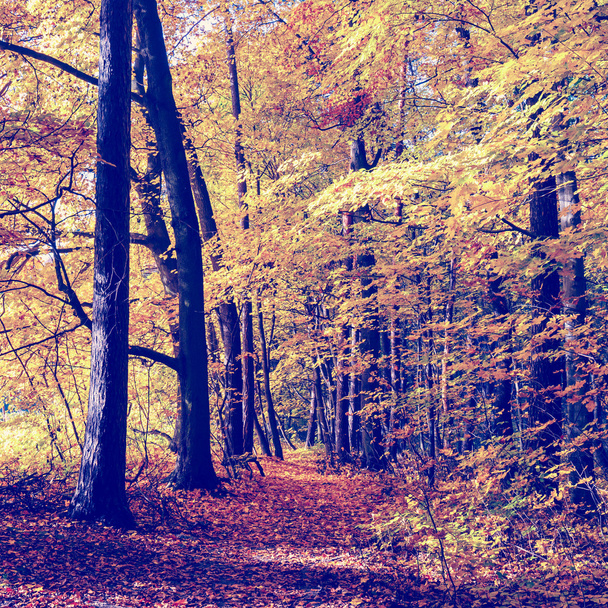 Arbres d'automne colorés en forêt, look vintage
 - Photo, image