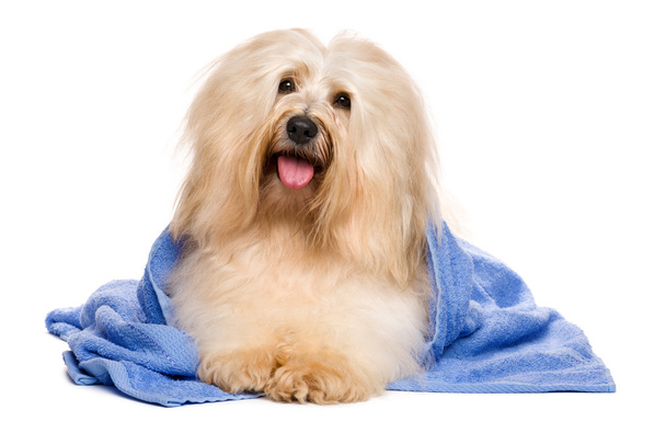 Beau chien havanais rougeâtre après le bain couché dans une serviette bleue
 - Photo, image