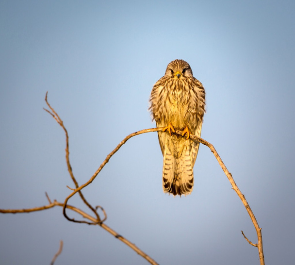 Common Kestral on migration passing through India. - Photo, Image