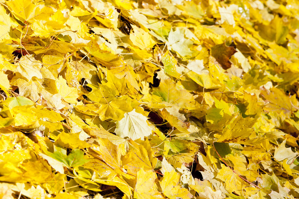 Foglie d'autunno
 - Foto, immagini