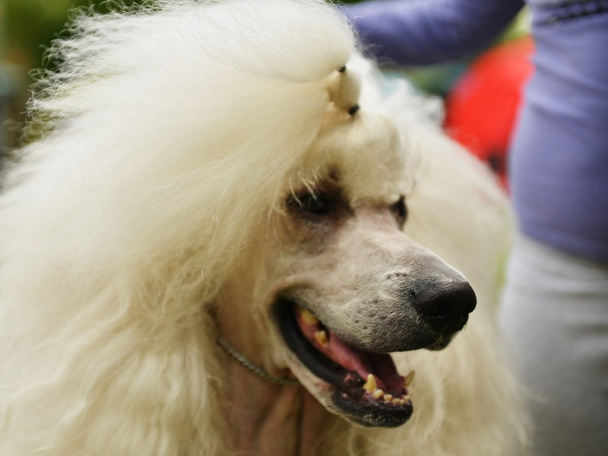 Witte volwassen poedel hond - Foto, afbeelding