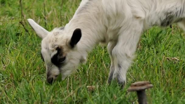 One Beautiful Little Goat Moving in Slow Motion. - Felvétel, videó
