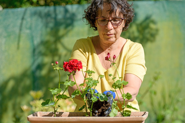 woman man planting the geraniums for summer garden  - Foto, immagini