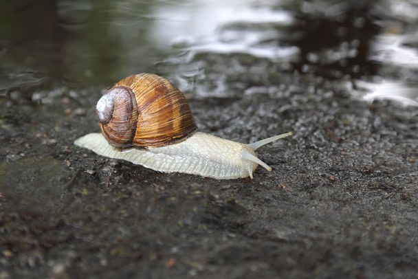 snail crawling on the wet road - Photo, Image