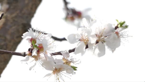 Blossom of the Tree at the Spring Season. Close Up. - Footage, Video