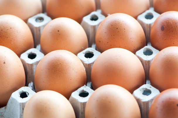 Fresh eggs in the panel - Foto, Imagen