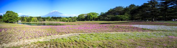 der Fuji mit dem Feld aus rosa Moos beim Shibazakura-Fest, ya - Foto, Bild