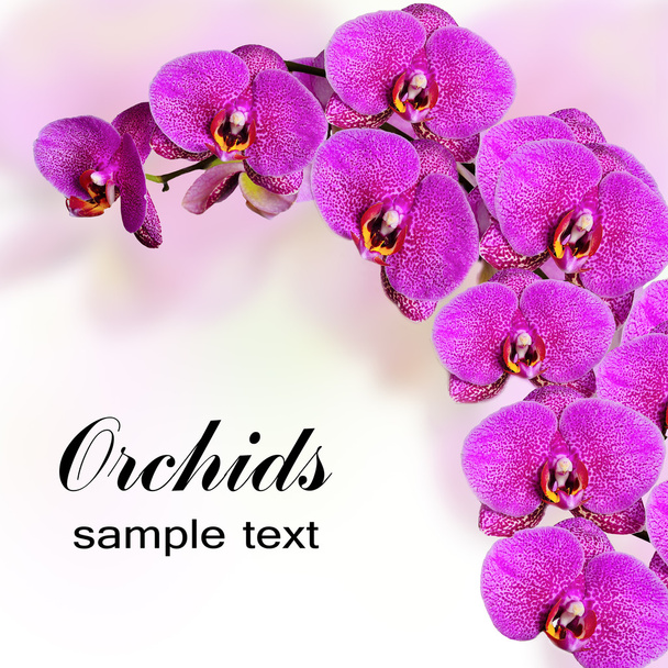 Pink orchid flowers - Photo, Image