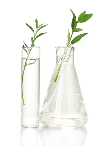 Test-tubes with a transparent solution and the plant isolated on white background close-up - Φωτογραφία, εικόνα