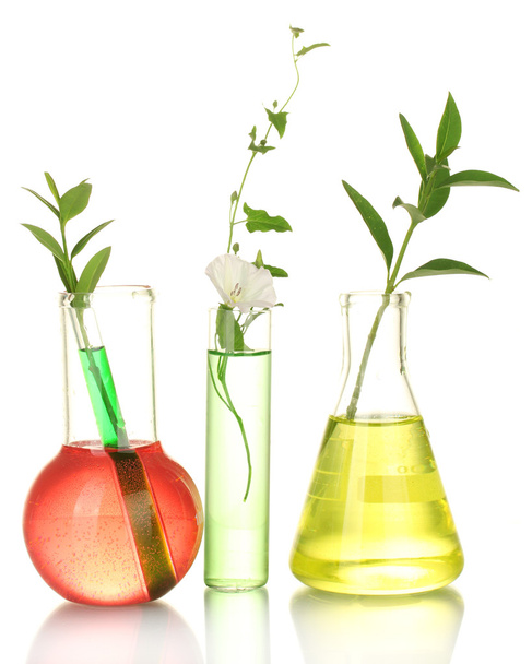 Test-tubes with a colorful solution and plant isolated on white close-up - Zdjęcie, obraz