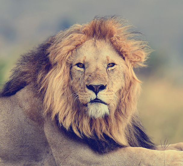 Fechar leão no parque nacional do Quênia
 - Foto, Imagem