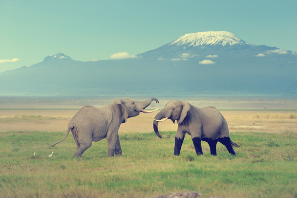 Ελέφαντας με το Όρος Κιλιμάντζαρο - Φωτογραφία, εικόνα