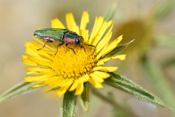 Jewel beetle op bloem - Foto, afbeelding