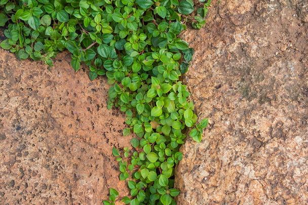 Pietre marroni con trama erba verde
 - Foto, immagini