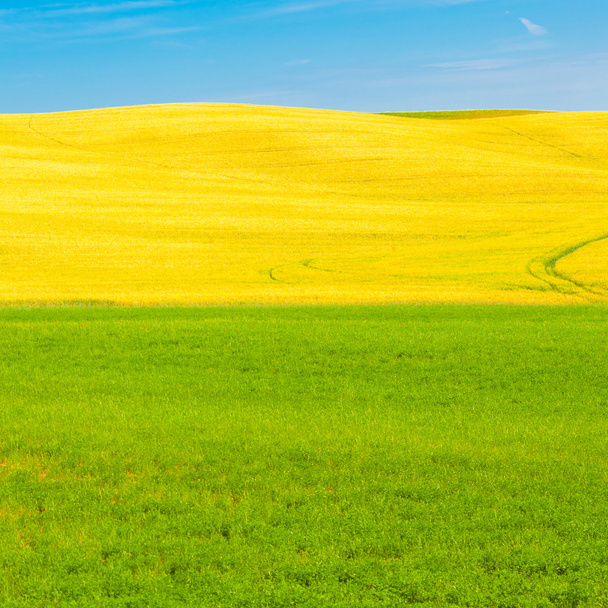 Tuscany wheat field hill in a sunny day - Fotografie, Obrázek