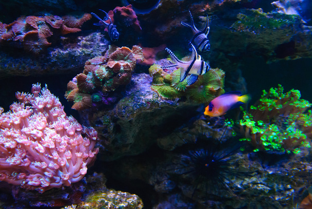 Морський риф і риба
 - Фото, зображення