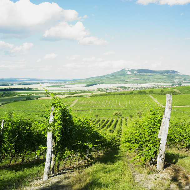 vinice, palava, Česká republika - Fotografie, Obrázek