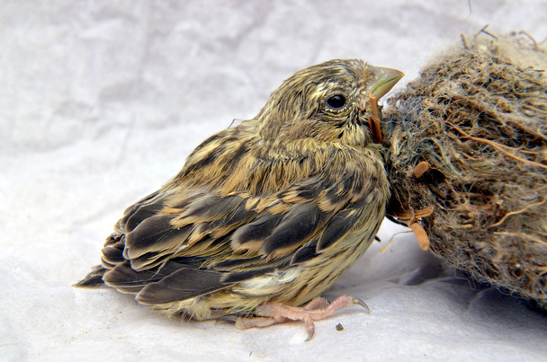 cute  baby bird of house sparrow - Photo, Image