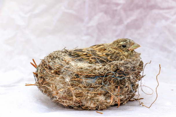 niedliches Vogelbaby vom Haussperling - Foto, Bild