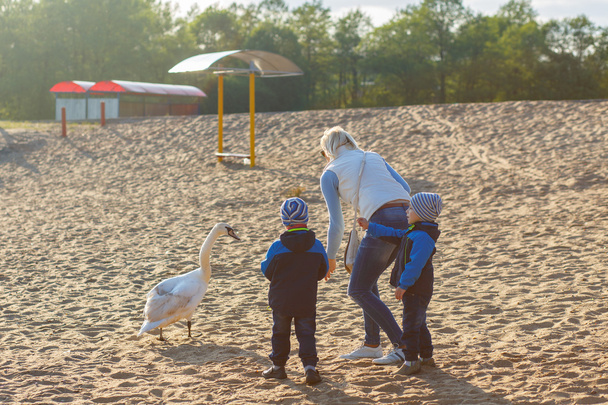 Mother and two twin brothers feeds the swans - Foto, Bild