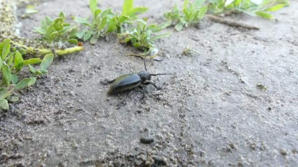 Bug Negro, insectos Escarabajo negro arrastrándose sobre la hierba Macro Hd
 - Metraje, vídeo