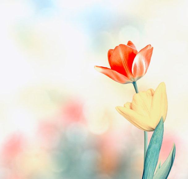 Frühlingslandschaft. schöne Frühlingsblumen Tulpe - Foto, Bild