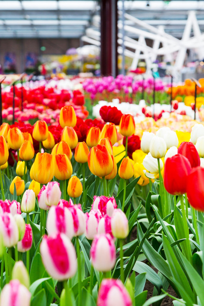 Colorful pavillion with multicolored tulip flowerbed  - Фото, изображение