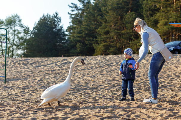 Mother and two twin brothers feeds the swans - Photo, image