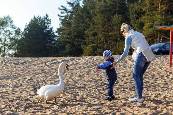 Mother and two twin brothers feeds the swans - Fotografie, Obrázek