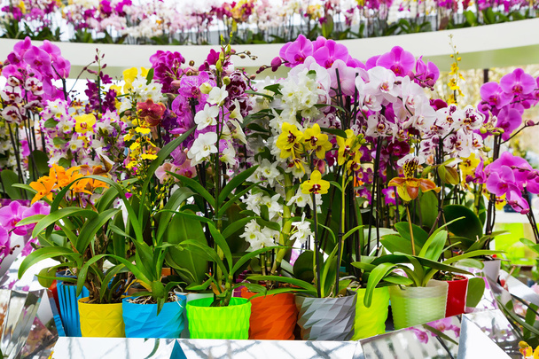 Разнообразие различных цветов орхидеи в цветочном горшке
 - Фото, изображение