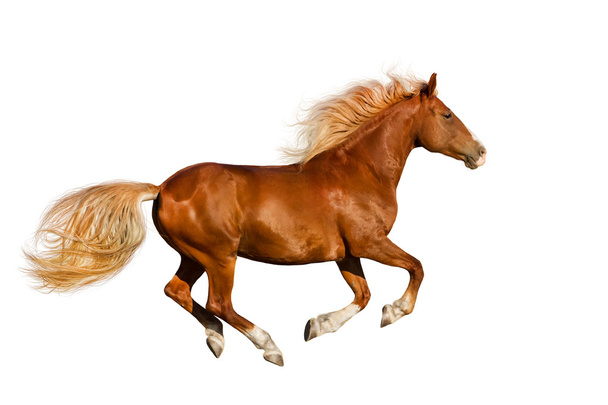 Red horse run - Photo, Image