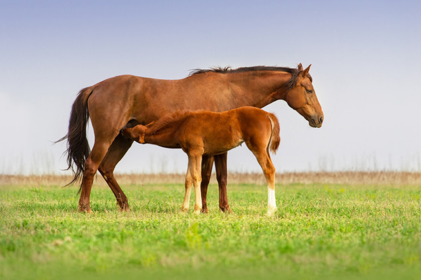 Horses on pasture - Zdjęcie, obraz