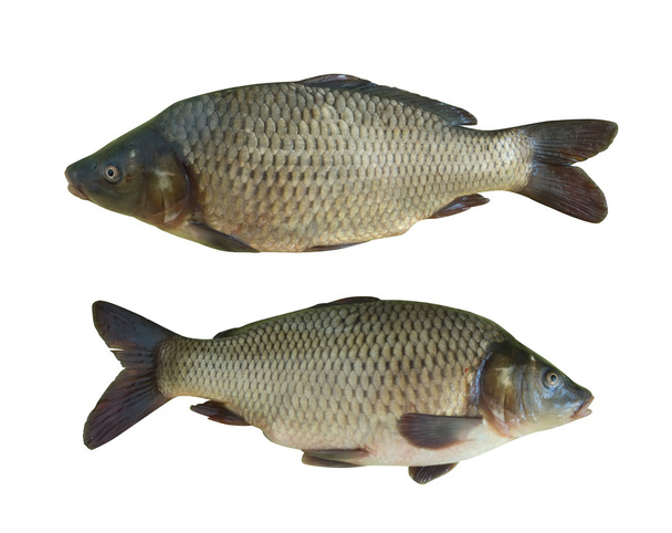 Carp fish - Foto, imagen