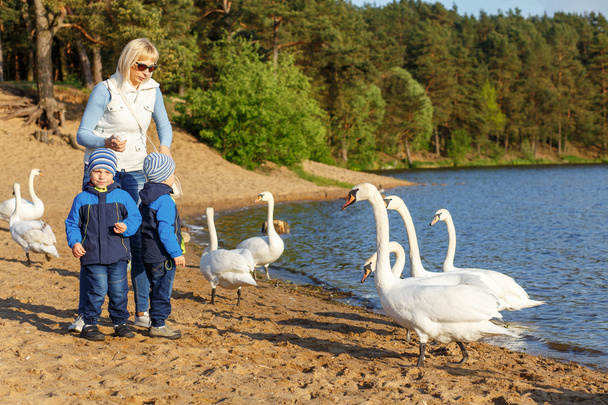 Mother and two twin brothers feeds the swans - Photo, Image