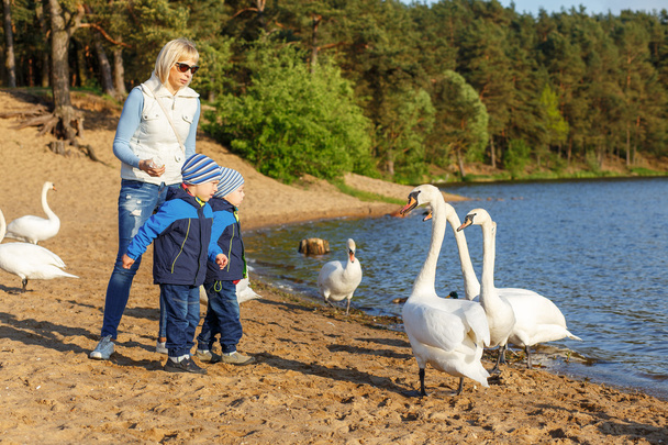 Mother and two twin brothers feeds the swans - Zdjęcie, obraz