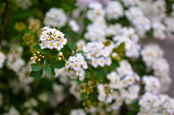 春でブッシュに白いシモツケの花. - 写真・画像