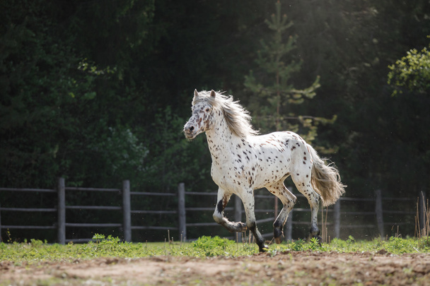 в'язаний апалузький кінь тягнеться на лузі
 - Фото, зображення