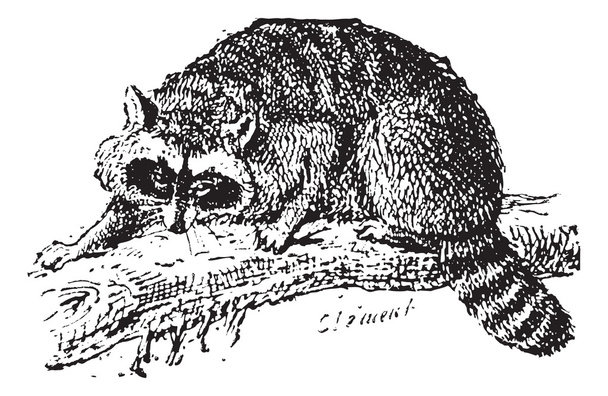 Raccoon or Common Raccoon, vintage engraving. - Vector, Image