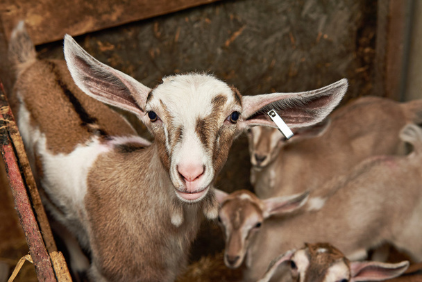Goat kids in corral on farm - Foto, Imagem