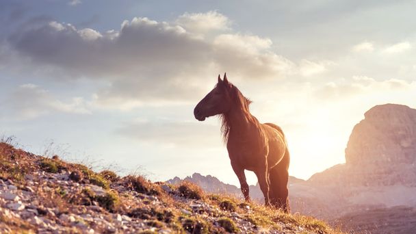  paisaje de montaña con caballo - Foto, imagen
