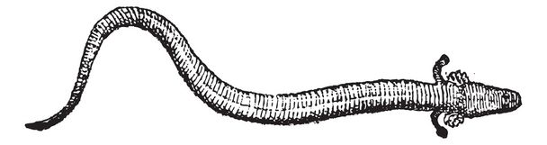 Sirenidae tai sireeni (eläin) vuosikerta kaiverrus
 - Vektori, kuva