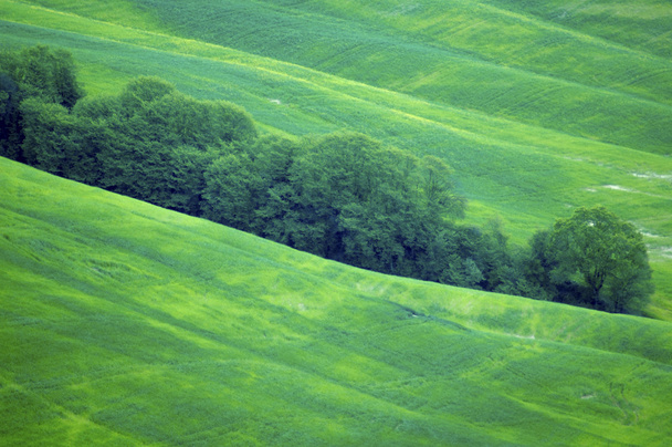 grüne Weizenfelder - Foto, Bild