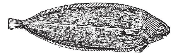 gemeenschappelijke tong of solea solea vintage gravure - Vector, afbeelding