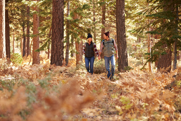 Couple holding hands walking in a forest - Fotó, kép
