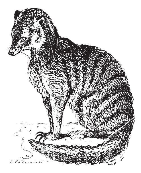 meerkat veya suricate, antika gravür. - Vektör, Görsel