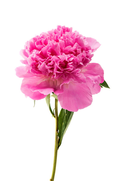 rózsaszín bazsarózsa elszigetelt  - Fotó, kép