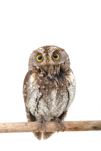 closeup of owl ,isolate on white - Fotografie, Obrázek