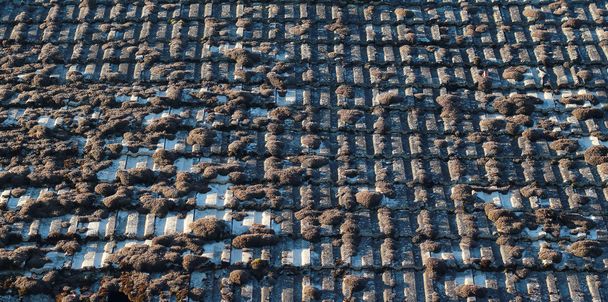 Moss cubierta de tejas
 - Foto, imagen