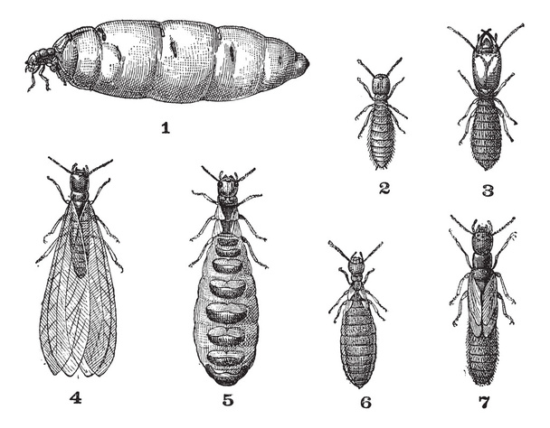 Termites, vintage engraving. - Vector, Image
