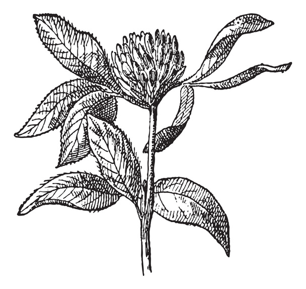 Rode klaver of trifolium pratense, vintage gravure. - Vector, afbeelding
